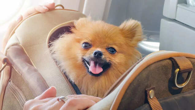 American Airlines eases its flying with pets policy; it gets cheaper and hassle-free