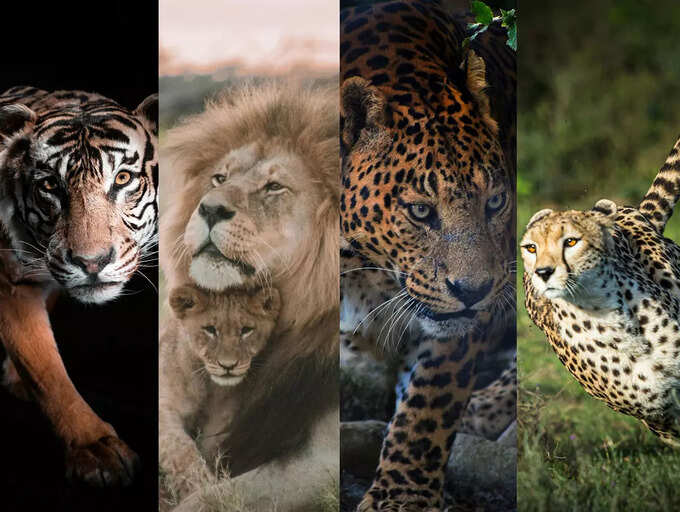 Tiger vs Lion vs Leopard vs Cheetahs: Which animal is the strongest