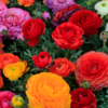 Article image for: Flowers That Resonate With Each Zodiac Sign