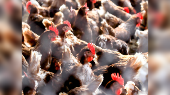 Symptoms of bird flu in humans