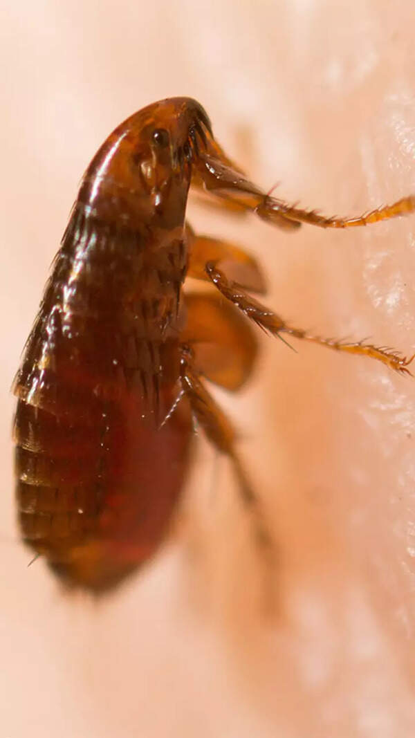 Flea Images