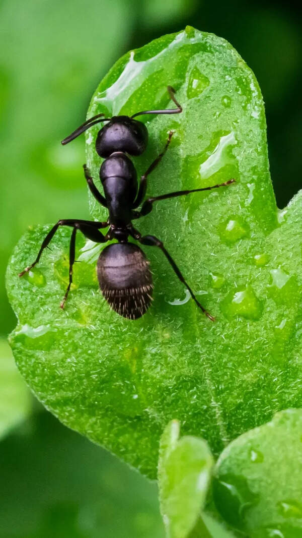 Ant