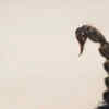 Article image for: Scorpion
