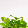 olivenbaum tisch Olivenbaum Tisch von Rala Design sichern main image 1