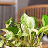 jade pothos Pothos main image 1