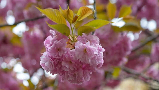 Tokyo: Cherry blossoms reach full bloom, drawing tourists and locals in large numbers