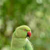 Parrot bird green discount