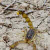 Article image for: See the latest photos of <i class="tbold">scorpions</i>