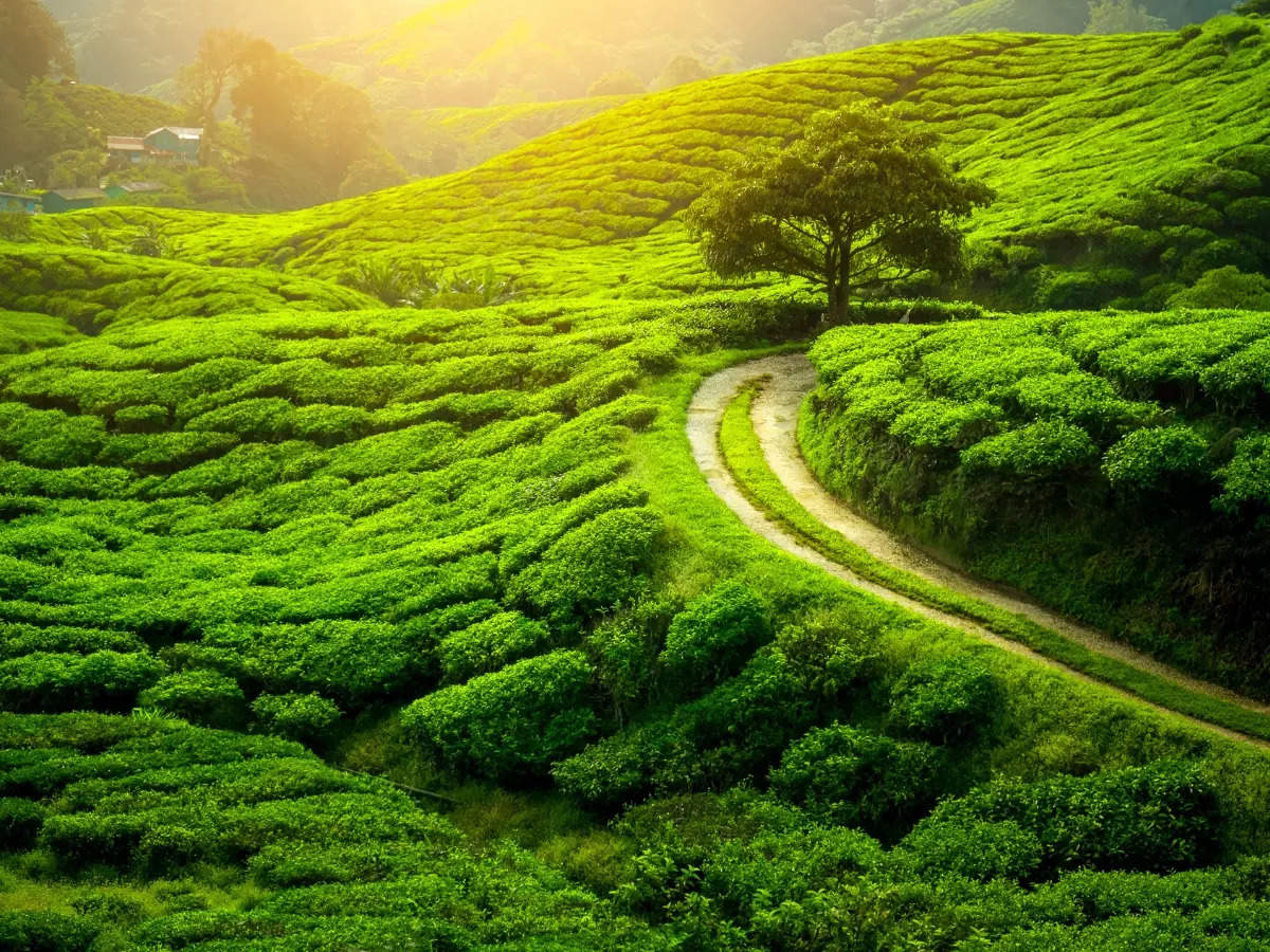 Darjeeling: How to best enjoy your trip to the historic tea gardens | Times  of India Travel