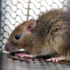 ​What are its signs and symptoms?