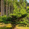 Cultural and Historical Significance