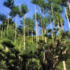 Exceptional Wood Qualities