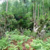 Abundant Shoot Growth
