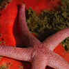 10 stunning types of starfish that are a visual delight​ | Times