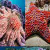 10 stunning types of starfish that are a visual delight​ | Times