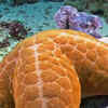 Article image for: Granulated Sea Star