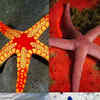 10 stunning types of starfish that are a visual delight​ | Times