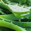 ​Aloe Vera​