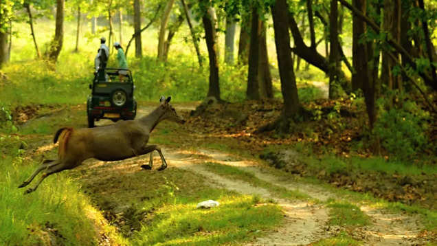 Betla National Park – Jharkhand's only national park, - Times of India ...