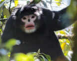 Myanmar snub-nosed monkey
