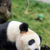 Article image for: <i class="tbold">giant</i> pandas