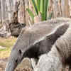 Article image for: <i class="tbold">giant</i> anteaters