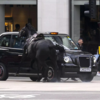 Household cavalry involved