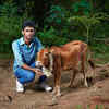 The importance of the Vechur cow
