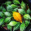 Article image for: <i class="tbold">bitter gourd</i>
