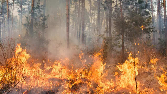 Uttarakhand: Forest fire in Nainital; Naini Lake boating halted