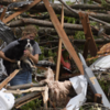 Rescue efforts