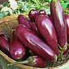 Brinjals