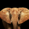 Article image for: African elephant