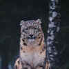 Article image for: <i class="tbold">snow leopard</i>