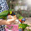 Tips to take care of pet birds in summers
