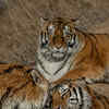 Article image for: <i class="tbold">tiger</i>s