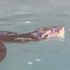 Article image for: Man's swim with <i class="tbold">giant anaconda</i> sparks fear