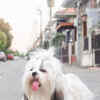 Article image for: <i class="tbold">shih tzu</i>