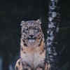 Article image for: <i class="tbold">snow leopard</i>