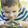 Article image for: <i class="tbold">turtles</i>