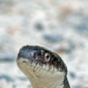 Article image for: Black rat snakes