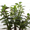 8 fastest growing succulents for the home garden | Times of India