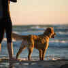 Article image for: Click here to see the latest images of <i class="tbold">national pet day</i>