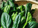10 foods with more iron than spinach