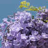 Article image for: Jacaranda tree