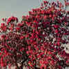 Article image for: Buransh tree