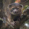The Olinguito