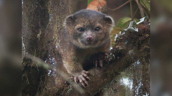 The Olinguito