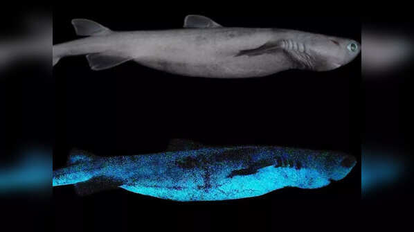 The Ninja Lanternshark