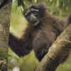 The Skywalker Hoolock Gibbon